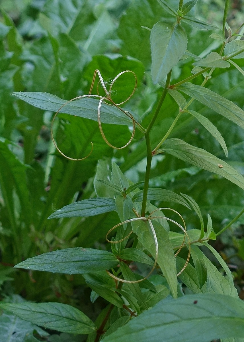 Epilobium tetragonum